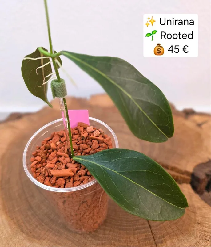 Hoya unirana, Bewurzelte Pflanze
