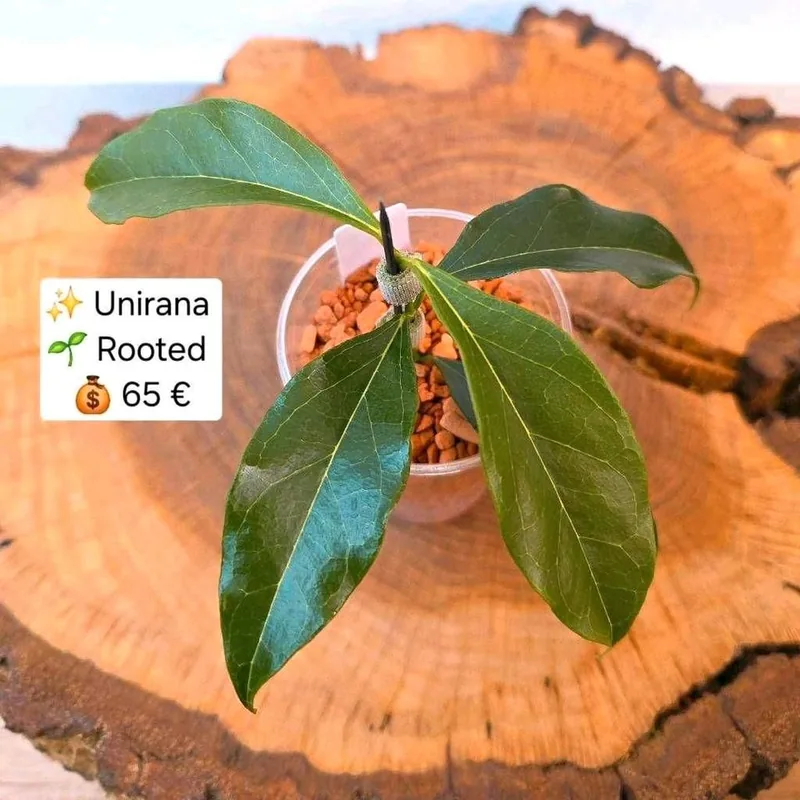 Hoya unirana, Bewurzelte Pflanze