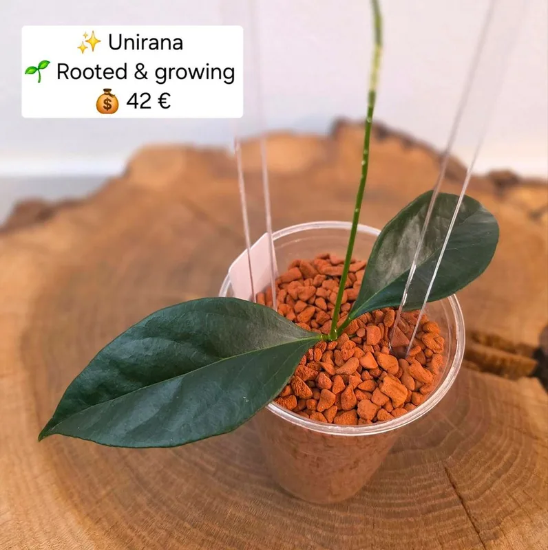 Hoya unirana, Bewurzelte Pflanze