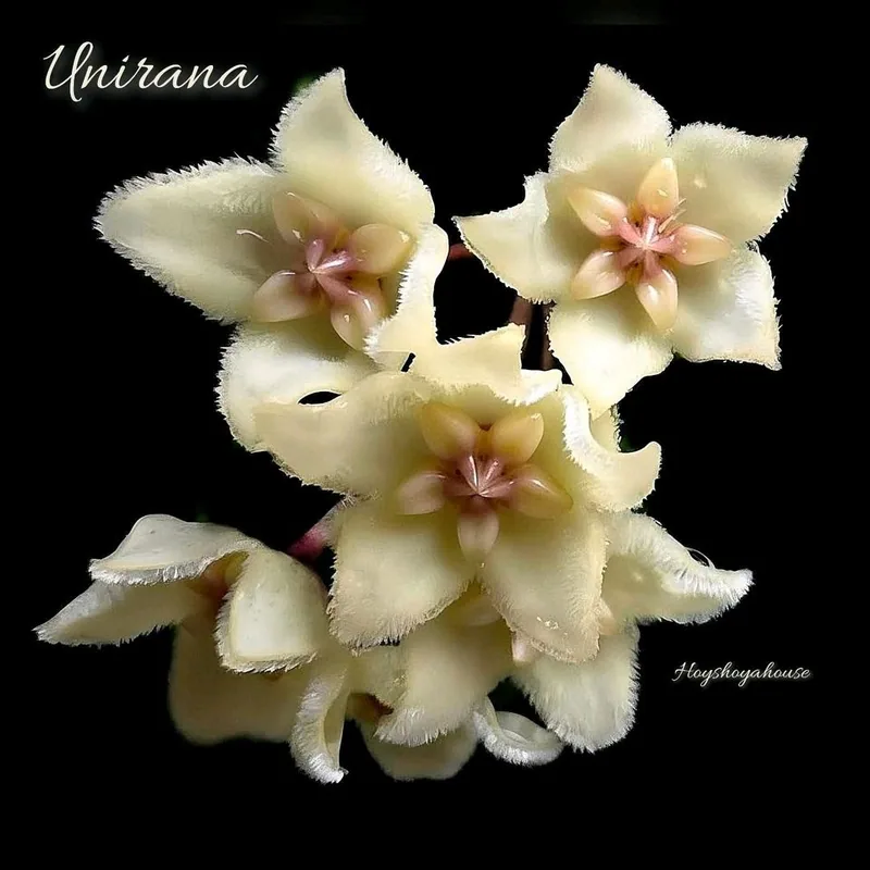 Hoya unirana, Bewurzelte Pflanze
