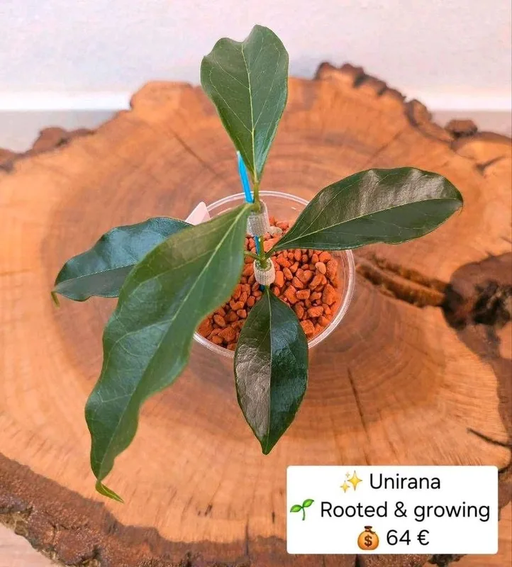 Hoya unirana, Bewurzelte Pflanze