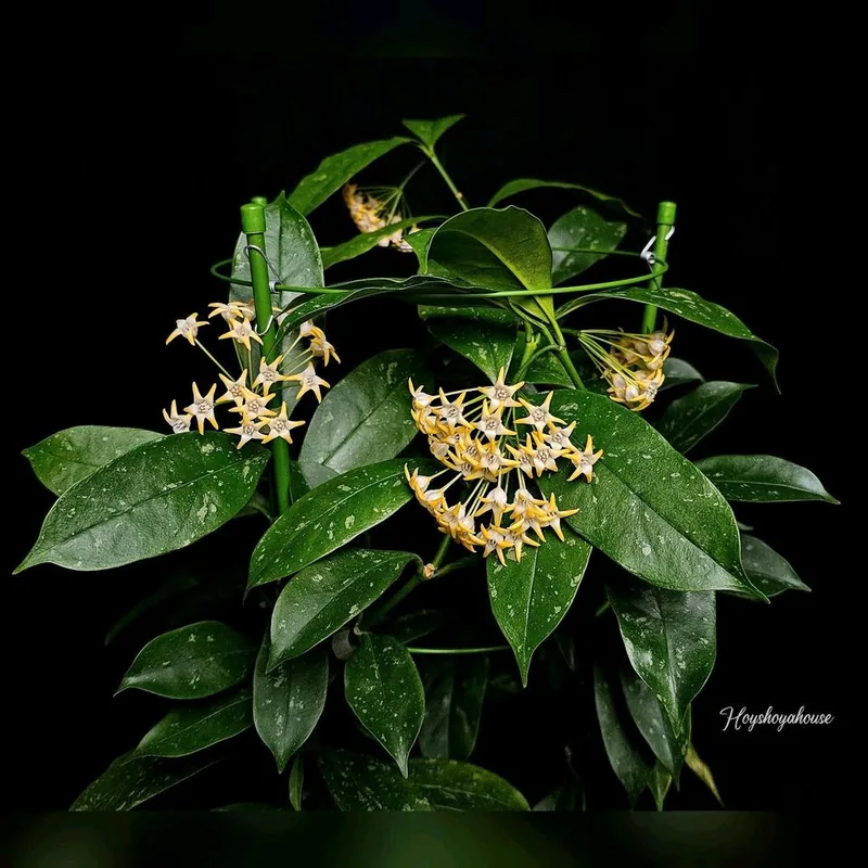 Hoya occultata Splash Yellow, Bewurzelte Pflanze