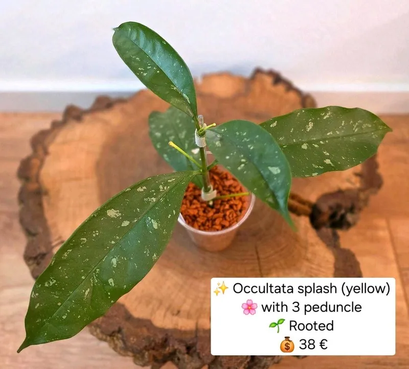 Hoya occultata Splash Yellow, Bewurzelte Pflanze