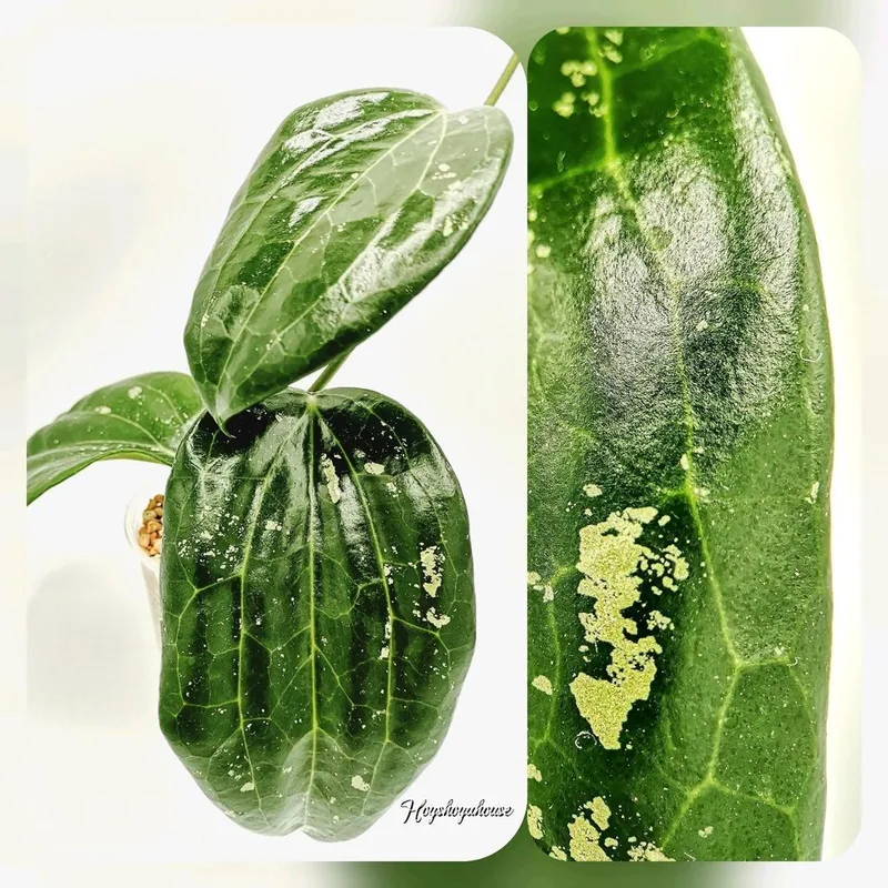 Hoya latifolia BIG Leaf, Bewurzelte Pflanze