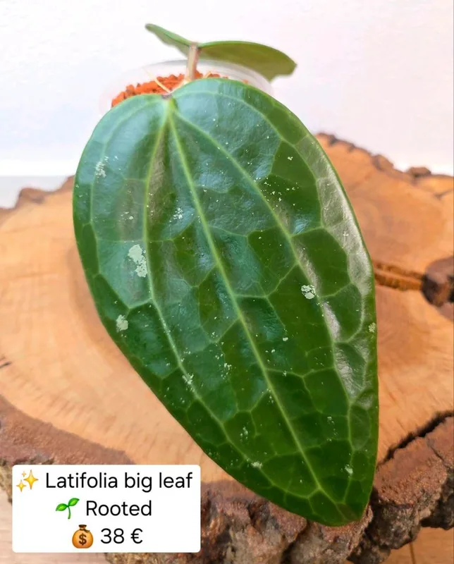 Hoya latifolia BIG Leaf, Bewurzelte Pflanze