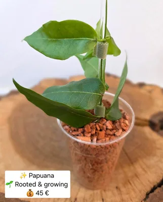 Hoya papuana, Steckling