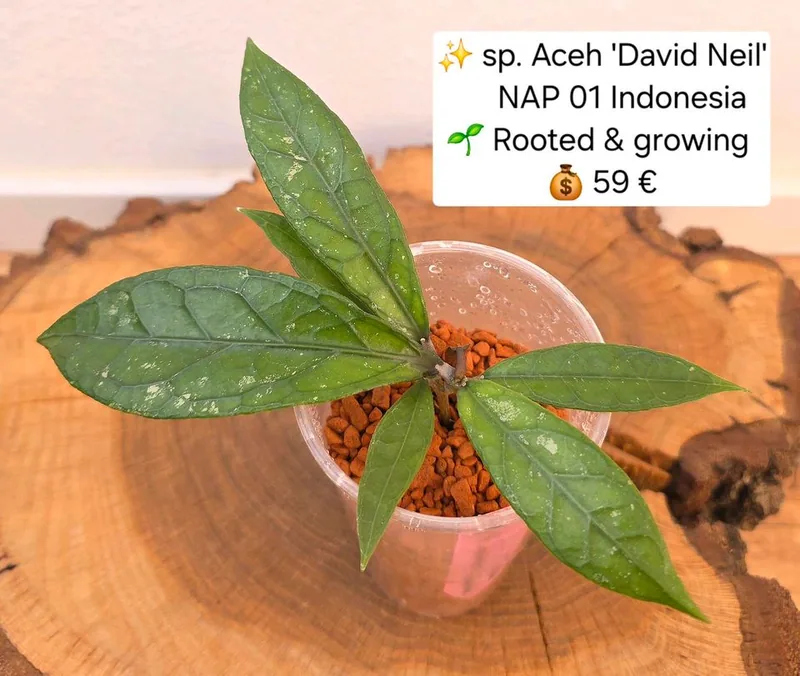Hoya sp. Aceh 'David Neil' / NAP 01 Indonesia, Steckling
