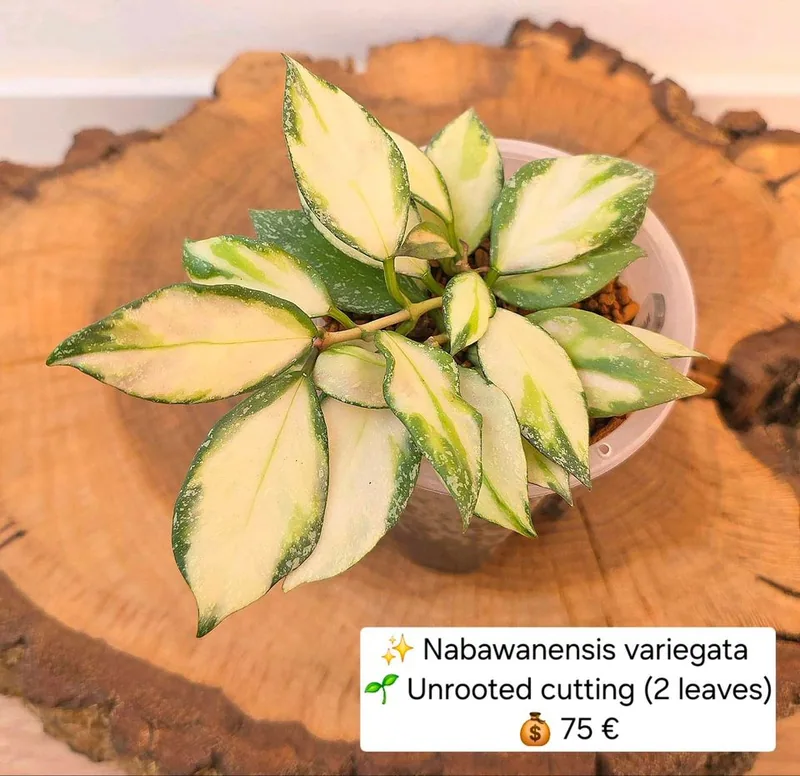 Hoya nabawanensis Variegata, Bewurzelte Pflanze