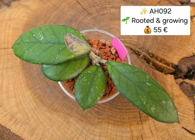 Hoya AH 092, Steckling