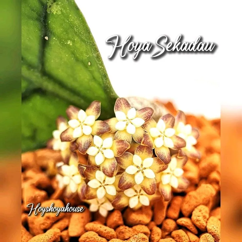 Hoya sp. Sekadau NR. 8, Bewurzelte Pflanze