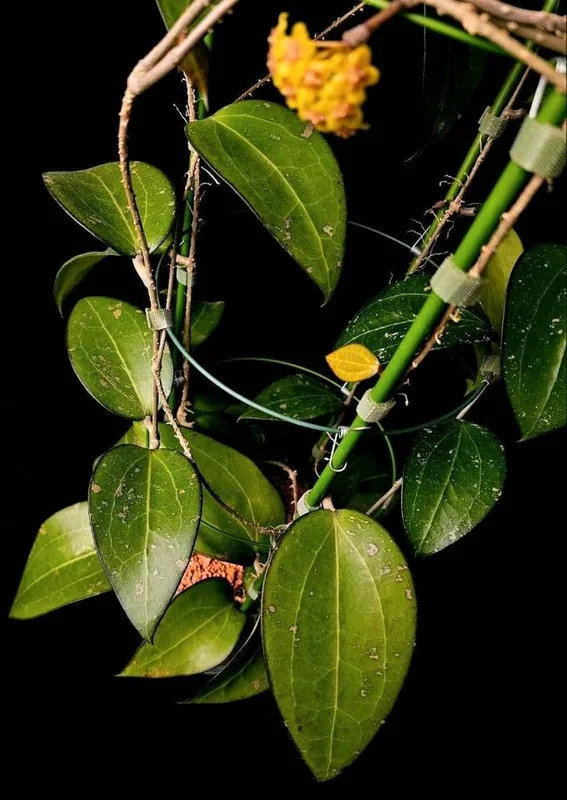 Hoya fusco Marginata (Splash), Bewurzelte Pflanze