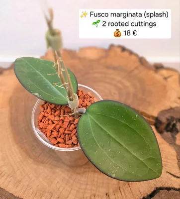 Hoya fusco Marginata (Splash), Bewurzelte Pflanze