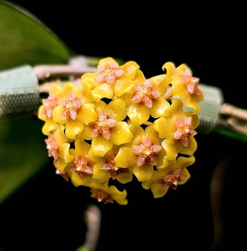 Hoya fusco Marginata (Splash), Bewurzelte Pflanze