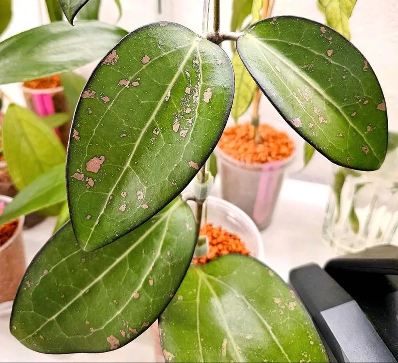 Hoya fusco Marginata (Splash), Bewurzelte Pflanze