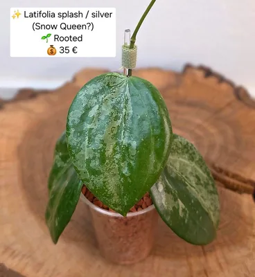 Hoya latifolia Splash / Silver (Snow Queen?), Bewurzelte Pflanze