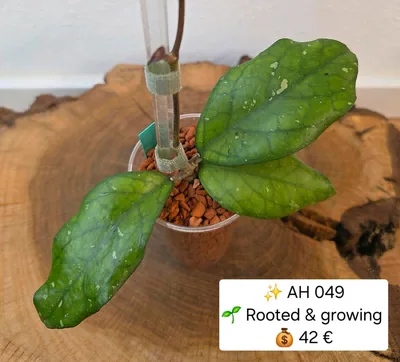 Hoya AH 049, Bewurzelte Pflanze