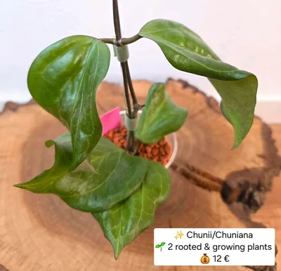 Hoya chunii / Chuniana, Bewurzelte Pflanze