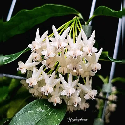 Hoya lockii White, Bewurzelte Pflanze