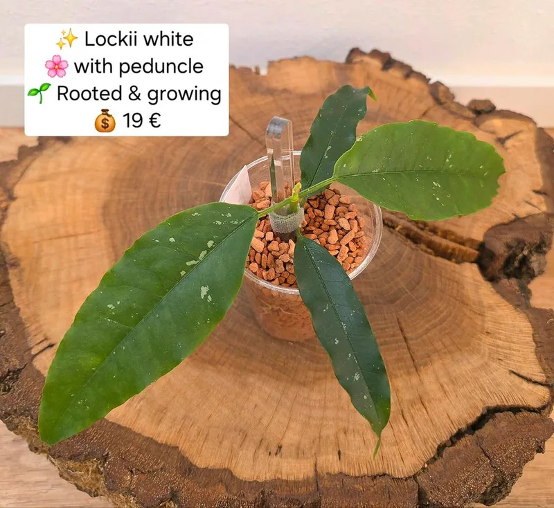 Hoya lockii White, Bewurzelte Pflanze
