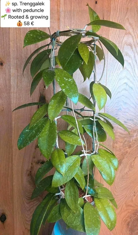 Hoya sp. Trenggalek, Bewurzelte Pflanze