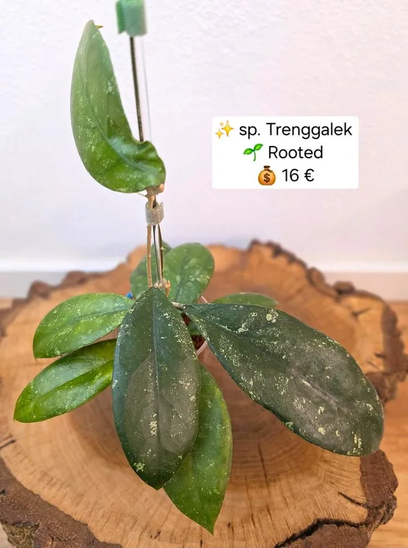 Hoya sp. Trenggalek, Bewurzelte Pflanze