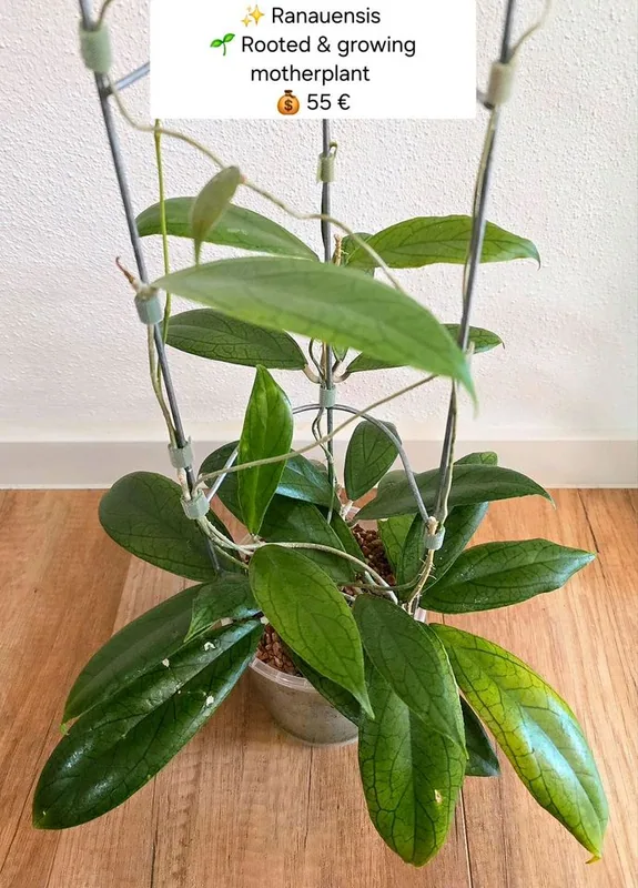Hoya ranauensis, Steckling