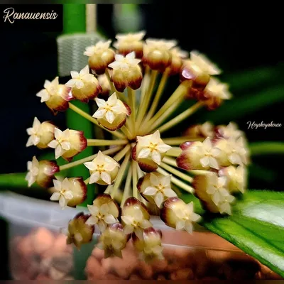 Hoya ranauensis, Steckling