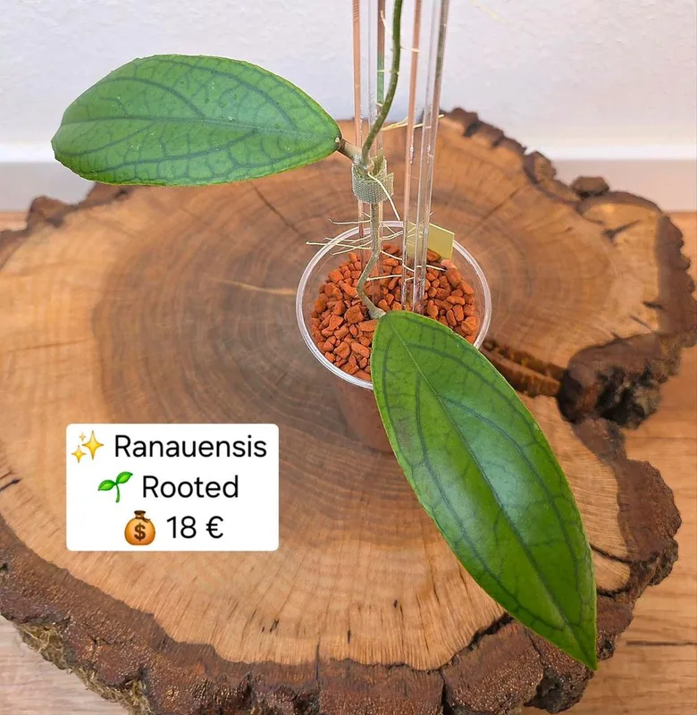 Hoya ranauensis, Steckling