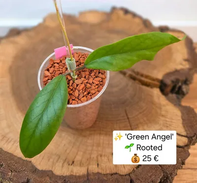 Hoya 'Green Angel', Steckling