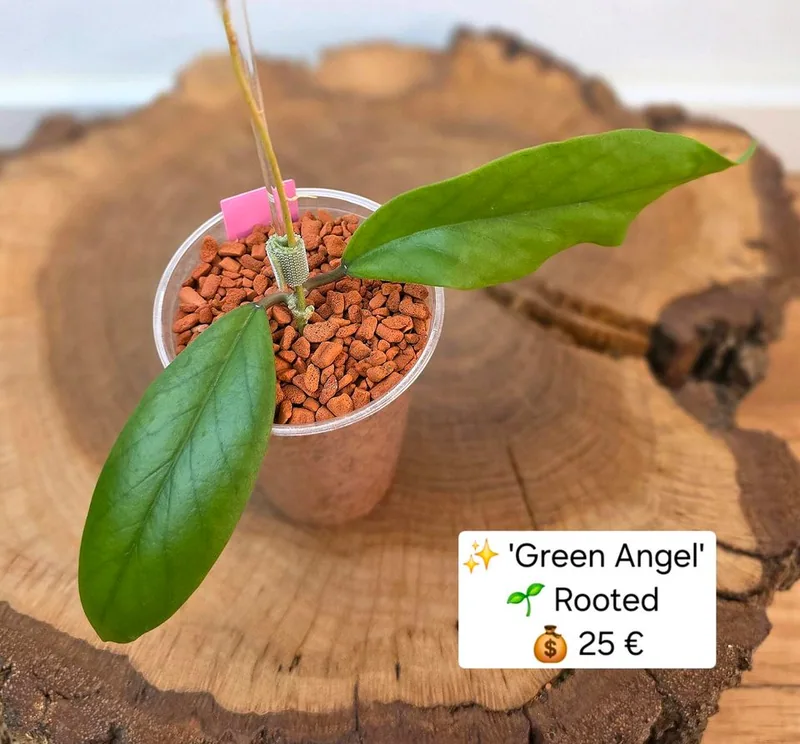 Hoya 'Green Angel', Steckling