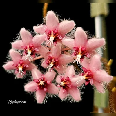 Hoya no ID / sp. Getah Bening (Caudata Pink?), Steckling