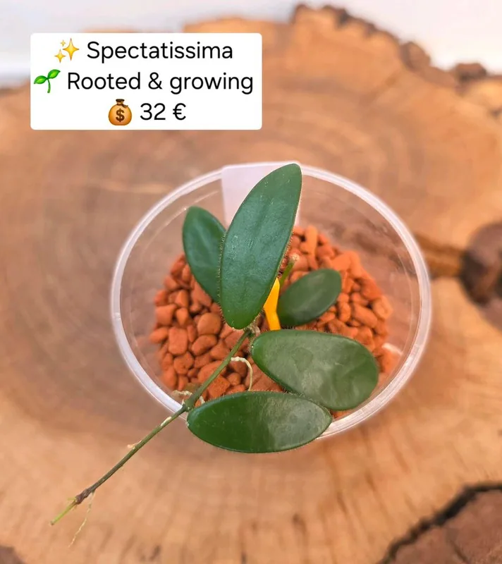 Hoya spectatissima, Bewurzelte Pflanze