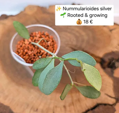 Hoya nummularioides Silver, Bewurzelte Pflanze