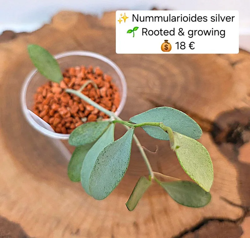 Hoya nummularioides Silver, Bewurzelte Pflanze