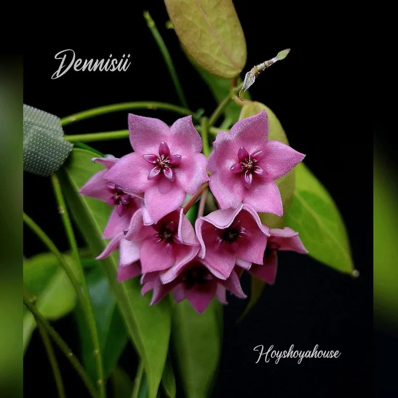 Hoya dennisii, Steckling