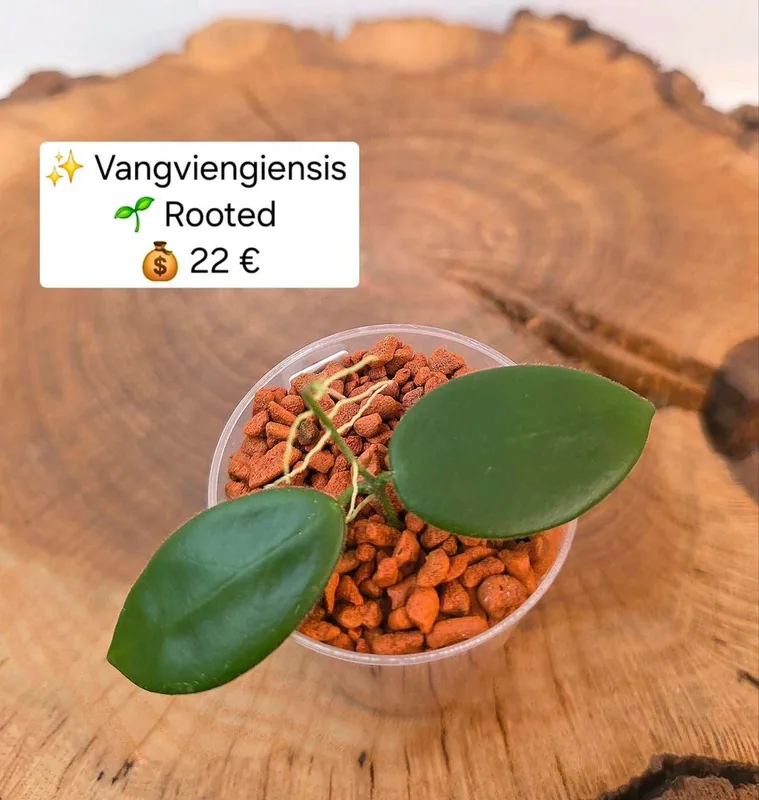 Hoya vangviengiensis, Bewurzelte Pflanze