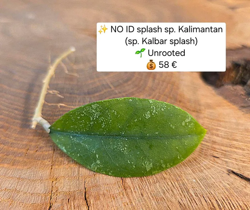 Hoya no ID Splash sp. Kalimantan (sp. Kalbar Splash), Bewurzelte Pflanze