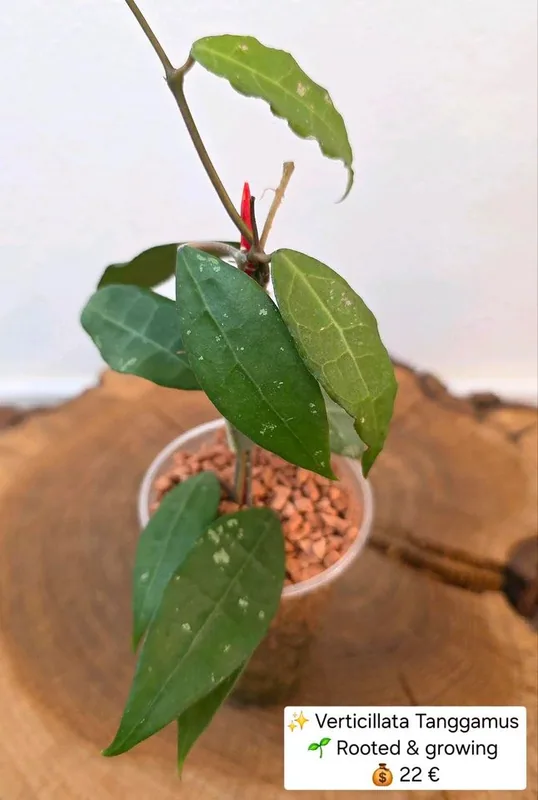 Hoya verticillata Tanggamus, Bewurzelte Pflanze