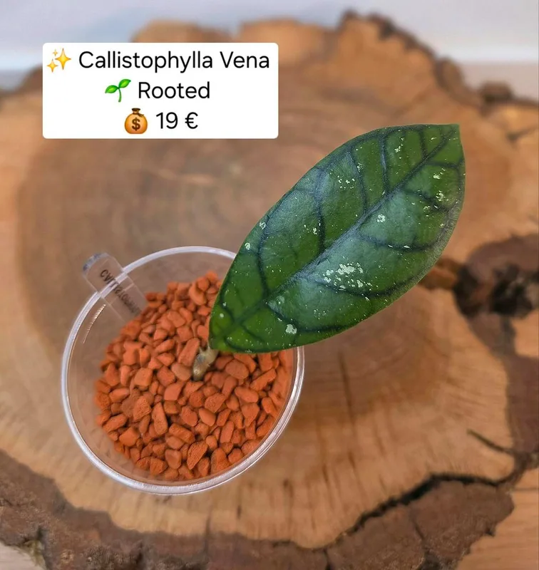 Hoya callistophylla Vena, Bewurzelte Pflanze