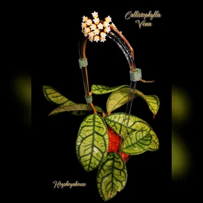 Hoya callistophylla Vena, Bewurzelte Pflanze