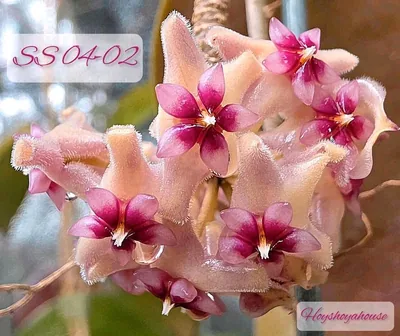 Hoya SS 04-02, Steckling