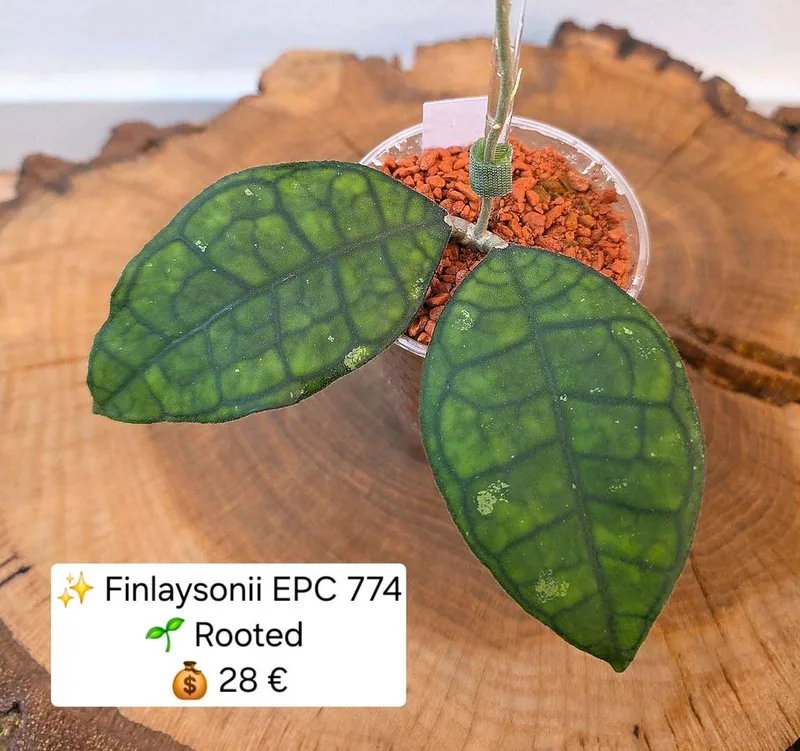 Hoya finlaysonii EPC 774, Bewurzelte Pflanze