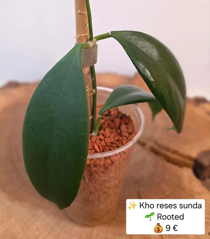 Hoya KHO Reses Sunda, Bewurzelte Pflanze