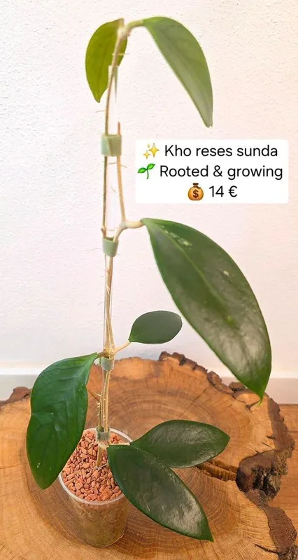 Hoya KHO Reses Sunda, Bewurzelte Pflanze