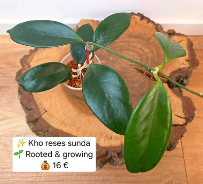 Hoya KHO Reses Sunda, Bewurzelte Pflanze