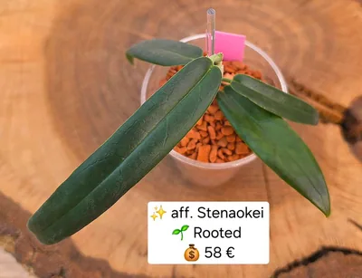 Hoya aff. Stenakei / Stenaokei, Bewurzelte Pflanze
