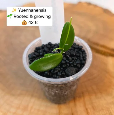 Hoya yuennanensis, Steckling