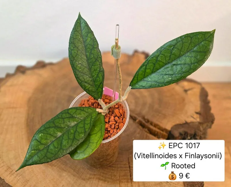 Hoya EPC 1017 (Vitellinoides x Finlaysonii), Bewurzelte Pflanze