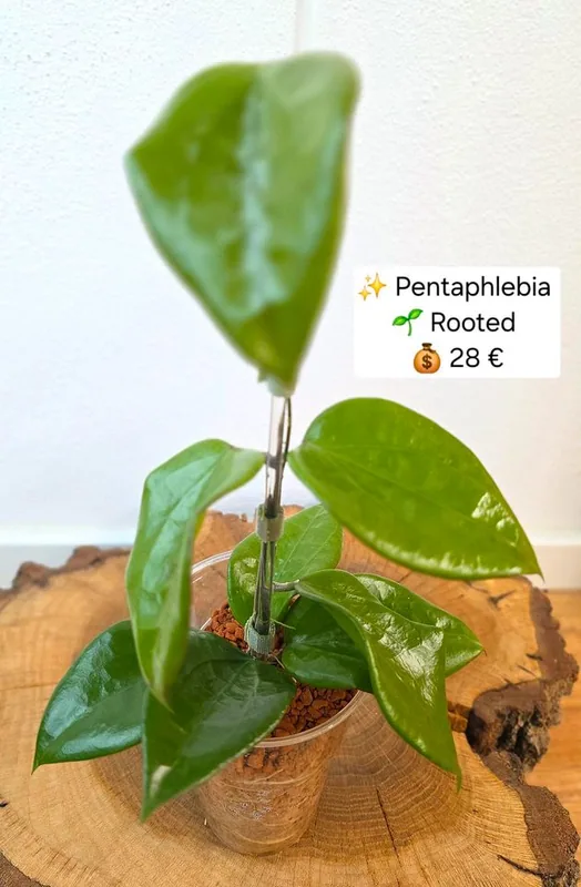 Hoya pentaphlebia, Bewurzelte Pflanze