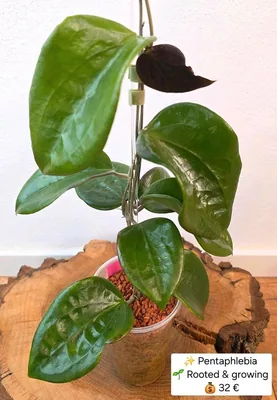 Hoya pentaphlebia, Bewurzelte Pflanze